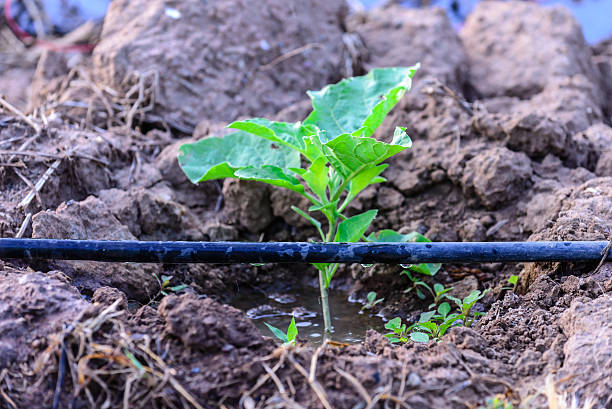 istock Water irrigation system on eggplant plantation. 516135968