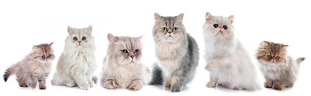 istock family persian cats 516136390