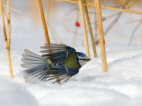 Blue Tit (Parus caeruleus, Cyanistes caeruleus) take-off in the snow