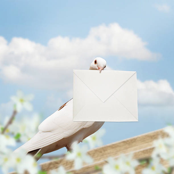 A white pigeon spread their wings in the woods.