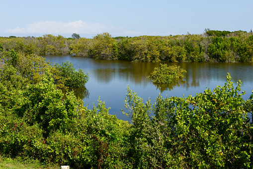 Beautiful mangrove and sea landscape at Coyo Cocco on Cuba