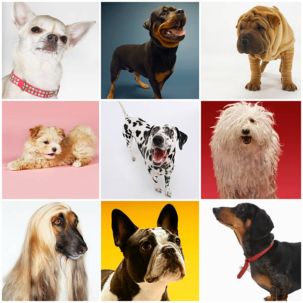 istock Collage of various pet dogs 516139955