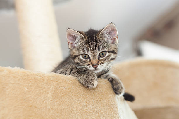 istock kitten on cat tree furniture 516140238