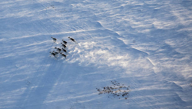 Aerial view of reindeer herd