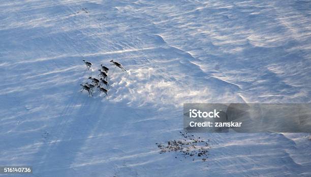 Vista Aérea De Rena Efectivo - Fotografias de stock e mais imagens de Rena - Rena, Noruega, Vista Aérea