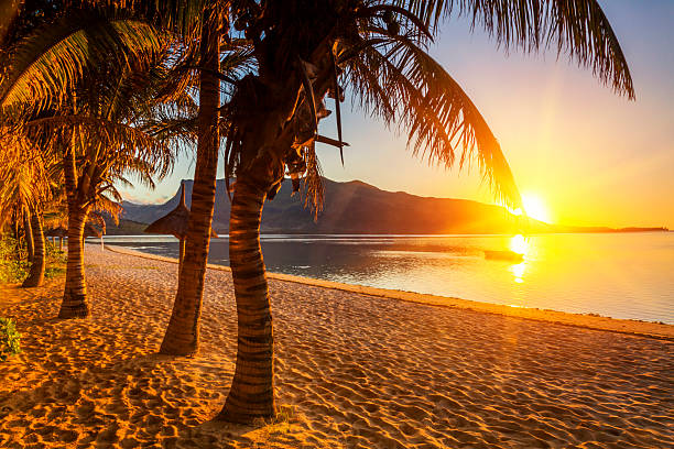 raj piaszczystej plaży z palmami i góry o zachodzie słońca. - beach coral close up water zdjęcia i obrazy z banku zdjęć