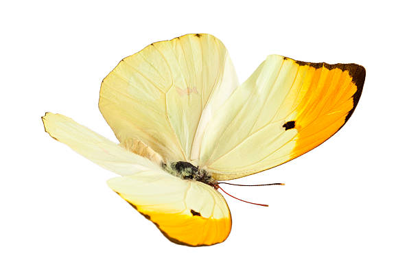 butterfly (anteos menippe). - yellow butterfly 뉴스 사진 이미지