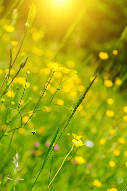 istock Yellow summer flowers 516141058