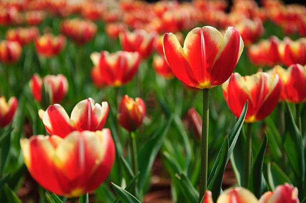 istock The beautiful blooming tulips in garden 516141418