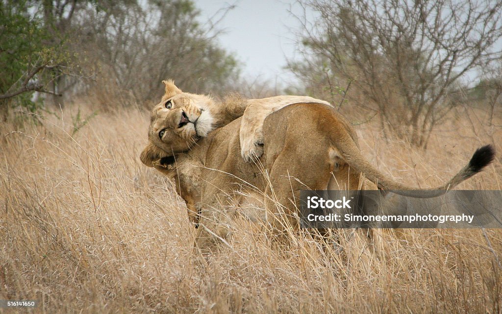 Two bonding Lions Two Lions bonding in the Kruger National Park, South Africa. Africa Stock Photo