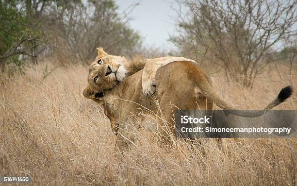 Two Bonding Lions Stock Photo - Download Image Now - Africa, Animal, Animal Wildlife