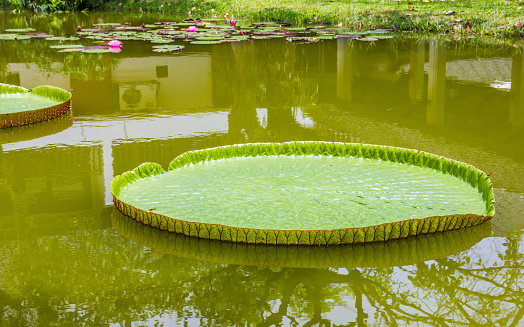 Victoria waterlilies on the pond in Thailand