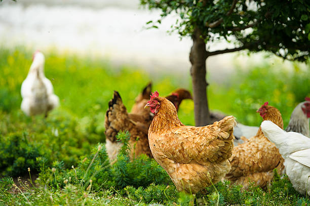 Chicken Nature Poultry Farm - Free photo on Pixabay