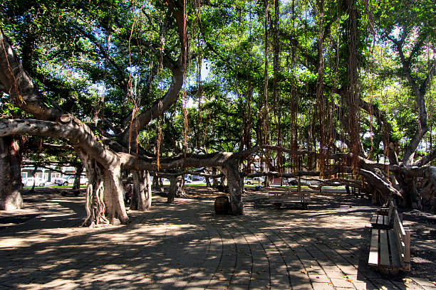 banyan tree nel cortile quadrato.  porto di lahaina, maui, hawaii - lahaina foto e immagini stock