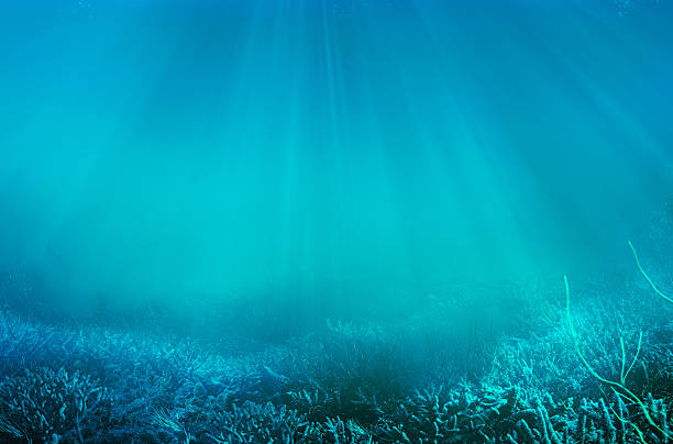 debajo del agua - lecho del mar fotografías e imágenes de stock