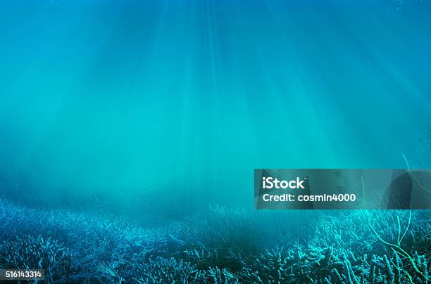 Debajo Del Agua Foto de stock y más banco de imágenes de Subacuático - Subacuático, Lecho del mar, Coral - Cnidario