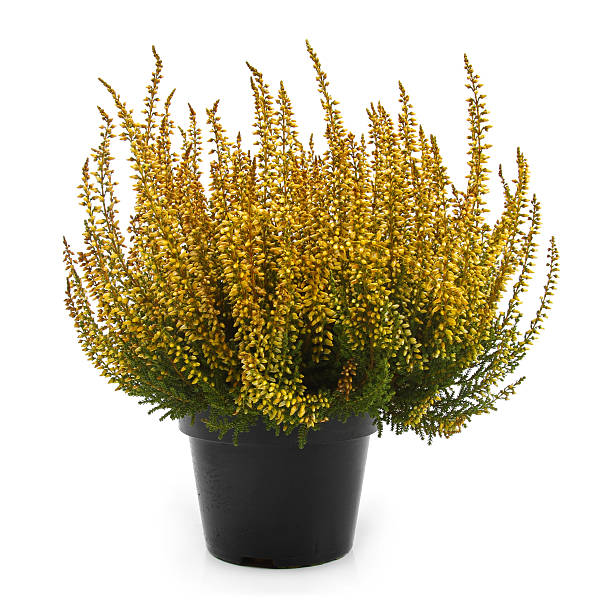 istock pot of yellow heather isolated on white 516143363