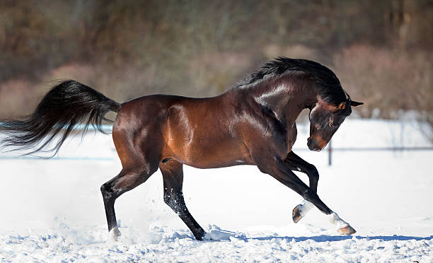 走る馬の雪 - trakehner horse ストックフォトと画像