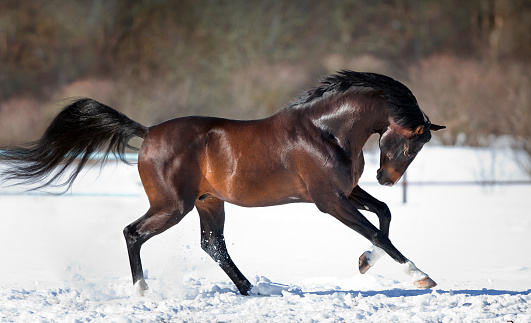 Horse running in the snow in wintertime.