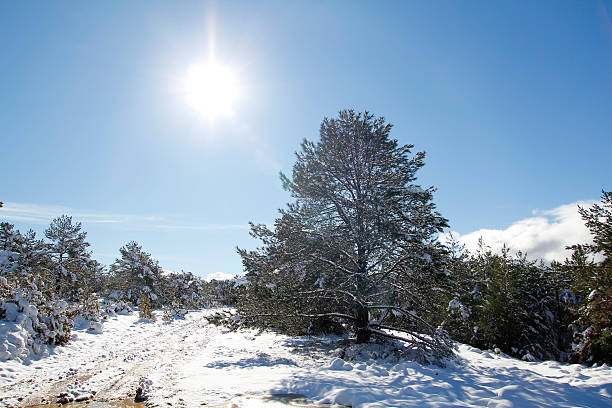 Snowy landscape at  winter stock photo