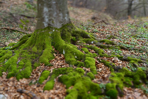 root, moss, forest, leaf, nature