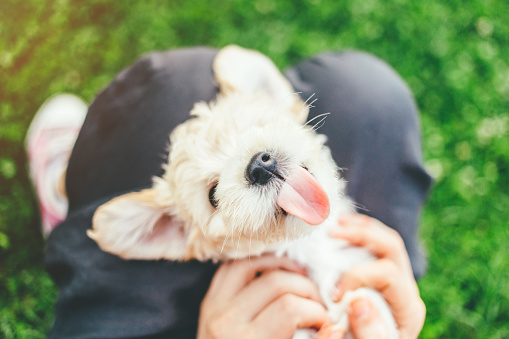 Playing with cute Bichon Frise puppy, tongue out