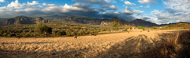 Grazing Horses Panorama of a harvested corn field in Mexico. Livestock are being driven onto the fields to feed on the meagre leftovers. Tepoztlan, Morelos, Mexico. morelos state stock pictures, royalty-free photos & images