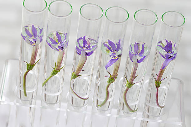 istock Laboratory  research - plants in   test tubes 516144687