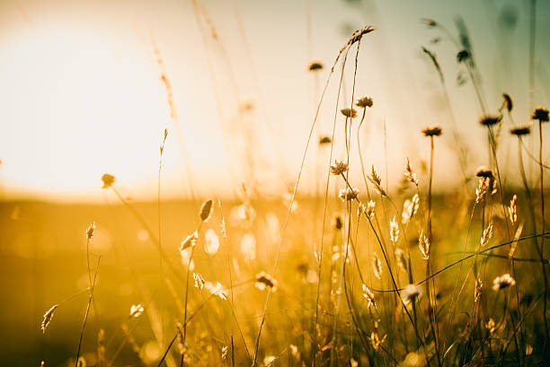 istock Wildflowers in meadow during sunrise 516146492