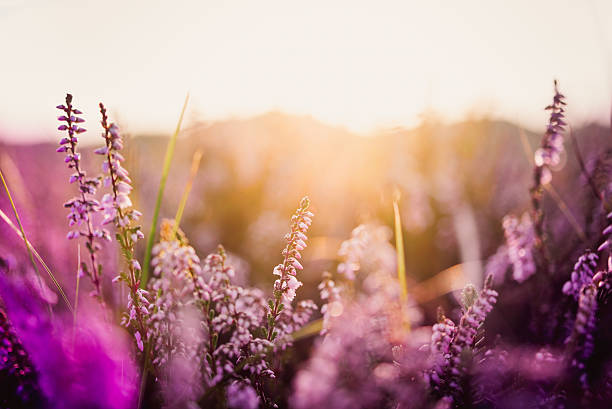 heather en prado durante el amanecer - wildflower nobody grass sunlight fotografías e imágenes de stock