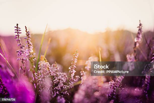 Heather In Meadow During Sunrise Stock Photo - Download Image Now - Flower, Purple, Agricultural Field