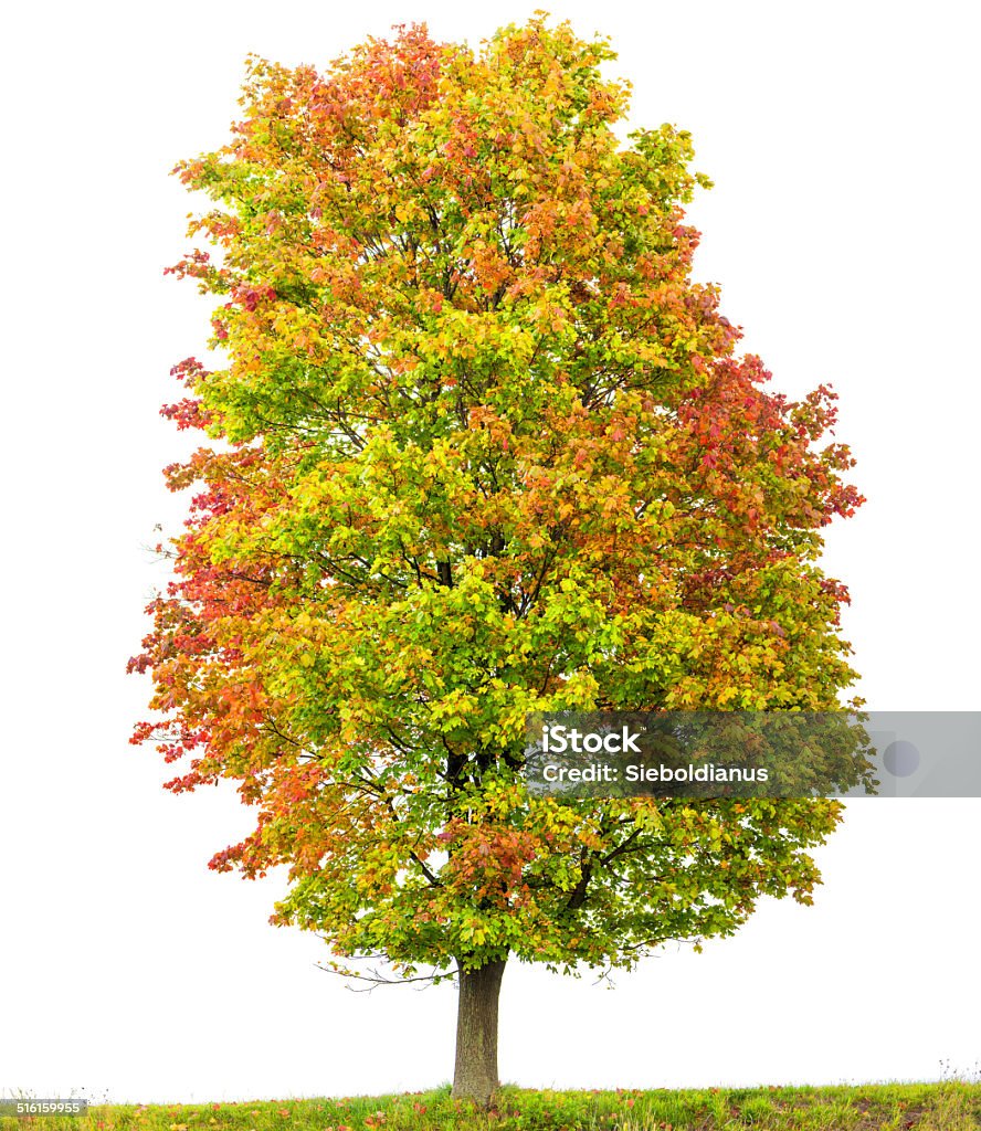 Norway Maple Tree (Acer platanoides) isolated on white with autumn_foliage. Norway Maple Tree (Acer platanoides) with colorful autumn foliage isolated on white. Autumn Stock Photo