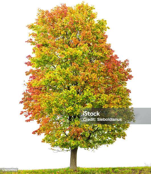 Norway Maple Tree Isolated On White With Autumnfoliage Stock Photo - Download Image Now