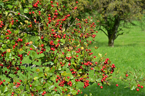 hawthorn,berries,fruit,fruit,shrub,tree,trees,autumn,red,heart remedy,branch,branch,medicines,plant,food,tea,drink,heart remedies,healthy,health,ripe,harvest,nature,autumn,picking,collecting,invasive,rose,rose,rose,thorns,shrub,hedge,forest,wilderness,red,forest fruit