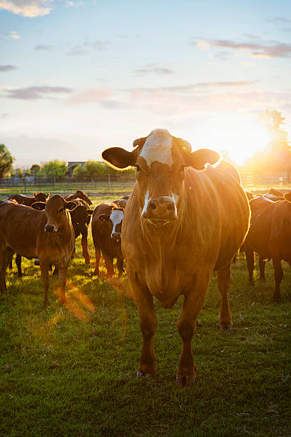 히어 포드 소 in 패스처 at 해질녘까지 - field hereford cattle domestic cattle usa 뉴스 사진 이미지