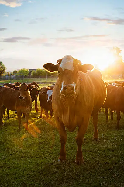 Herd of Hereford cows in a pasture at sunset.