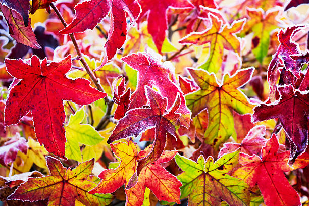 istock Colorful red gum tree foliage covered with hoarfrost 516160827