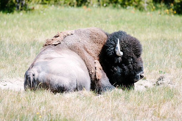 istock Moulting Bison, Yellowstone National Park 516160855