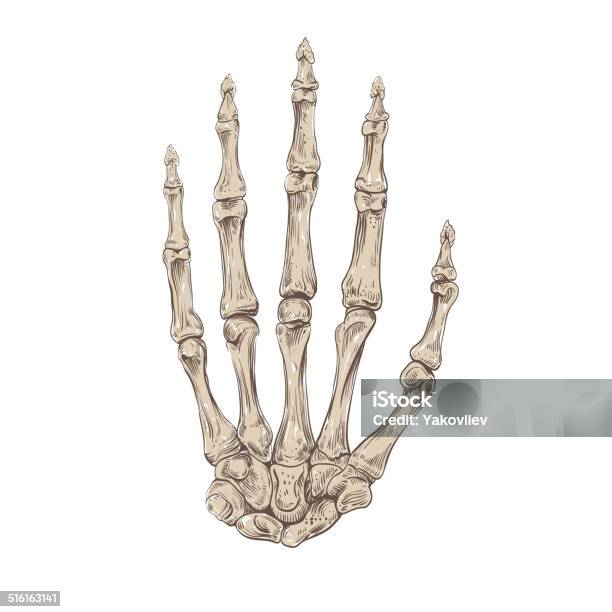 Skeleton Hand Vector Illustration Stock Illustration - Download Image Now - Human Skeleton, Abstract, Anatomy