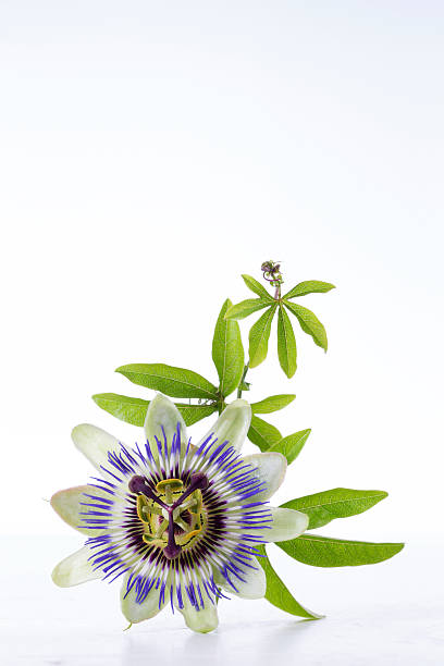 Passion Fruit Flower and Leaves Isolated on white with clipping Passion Fruit Flower and Leaves Isolated on white with clipping path passion fruit flower stock pictures, royalty-free photos & images