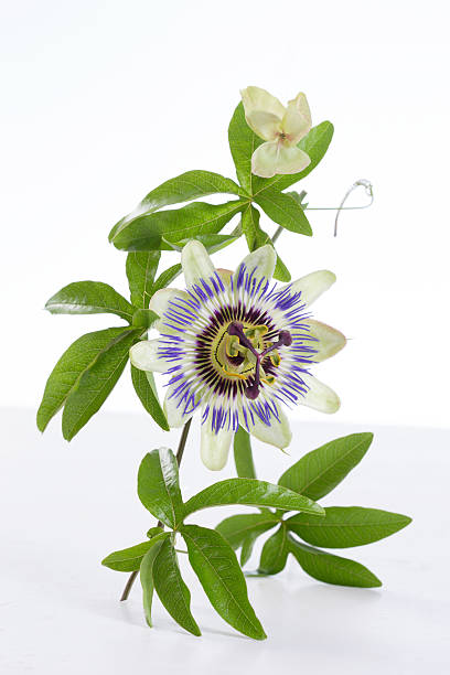 istock Passion Fruit Flower and Leaves Isolated on white with clipping 516164835
