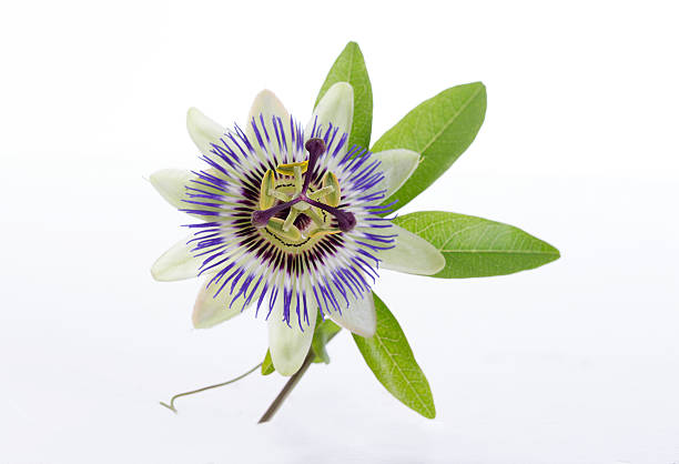 macro shot of a blue passion flower passiflora macro shot of a blue passion flower passiflora flower stigma stock pictures, royalty-free photos & images