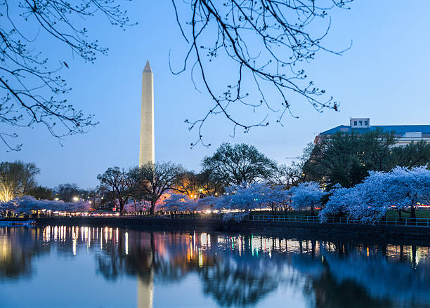 istock Washington Monument, Cherry Blossoms Reflected in Tidal Basin at Dawn 516165131