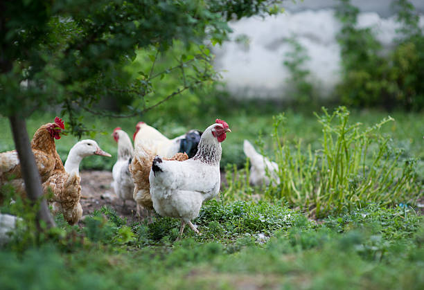 istock chicken in grass on a farm 516165195