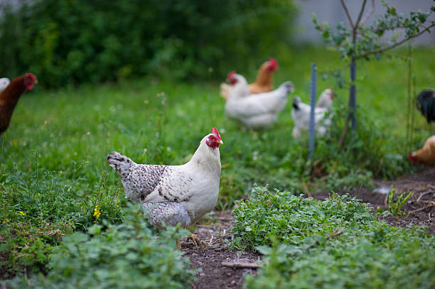 istock chicken in grass on a farm 516165219