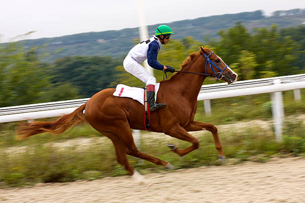 競馬です。 - horse horse racing animal head horseracing track ストックフォトと画像