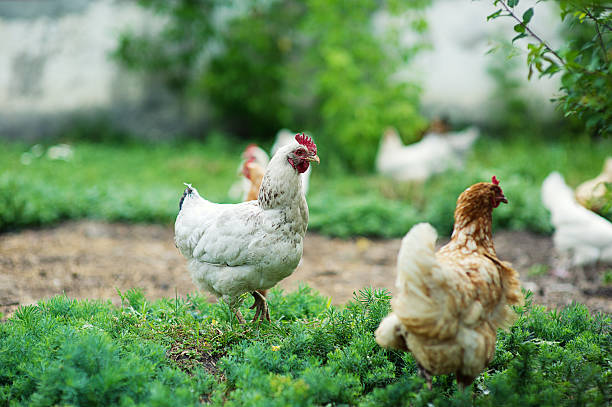 istock chicken in grass on a farm 516165783