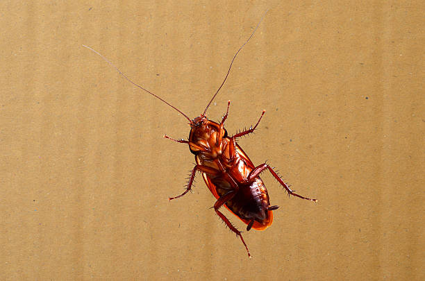 바퀴벌레 - cockroach hissing ugliness insect 뉴스 사진 이미지