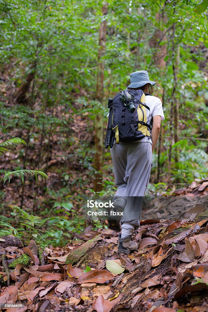 Exploring Borneo rainforest Woman hiker exploring the majestic jungle of Kubah National Park, West sarawak, Borneo, Malaysia. Selective focus. Adventure Stock Photo