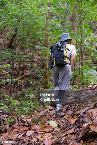 Exploring Borneo Rainforest Stock Photo - Download Image Now - Adventure, Backgrounds, Beauty